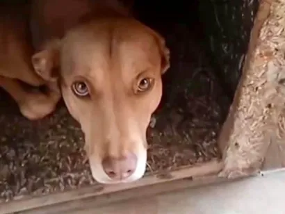 Cachorro raça SRD-ViraLata idade 7 a 11 meses nome Alex 11meses   lindo 