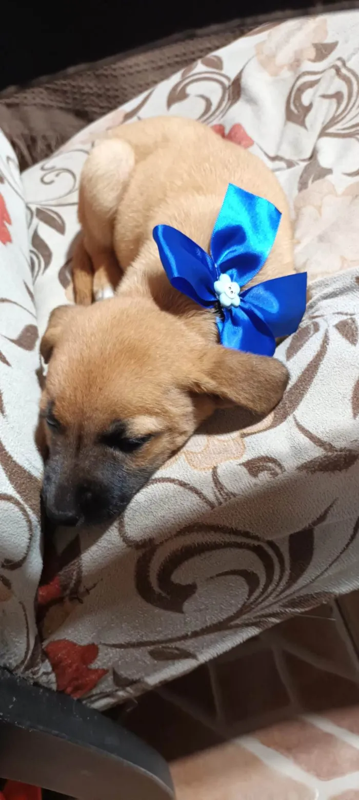 Cachorro ra a SRD-ViraLata idade 2 a 6 meses nome Odete