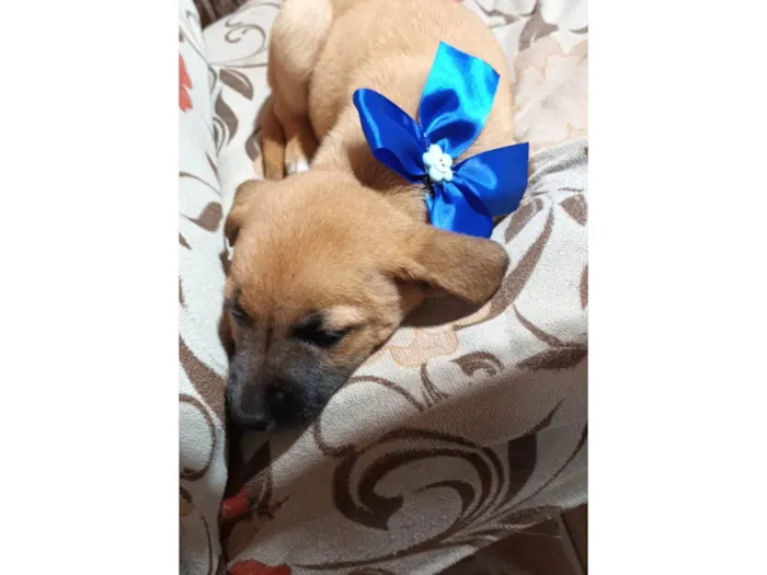 Cachorro ra a SRD-ViraLata idade 2 a 6 meses nome Odete