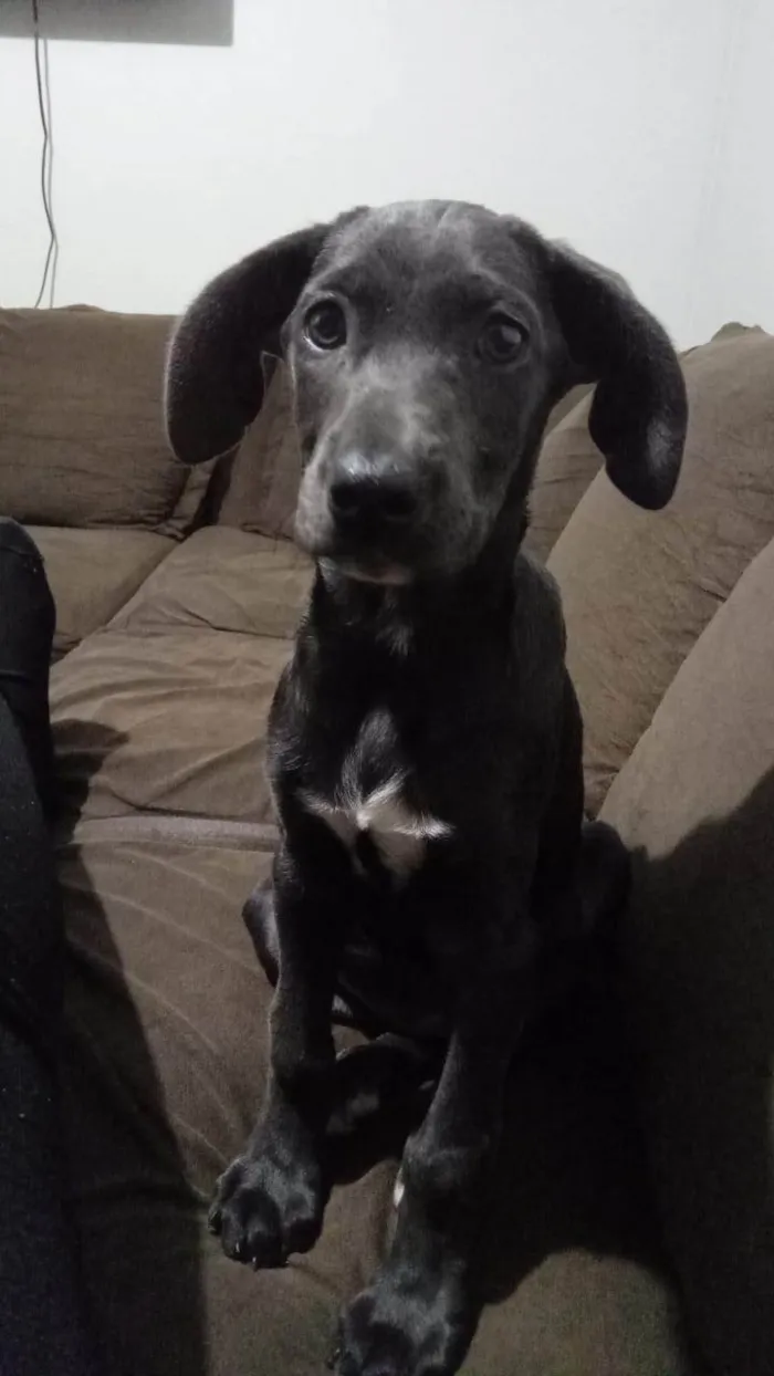 Cachorro ra a SRD-ViraLata idade 2 a 6 meses nome Jade
