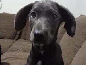 Cachorro raça SRD-ViraLata idade 2 a 6 meses nome Jade