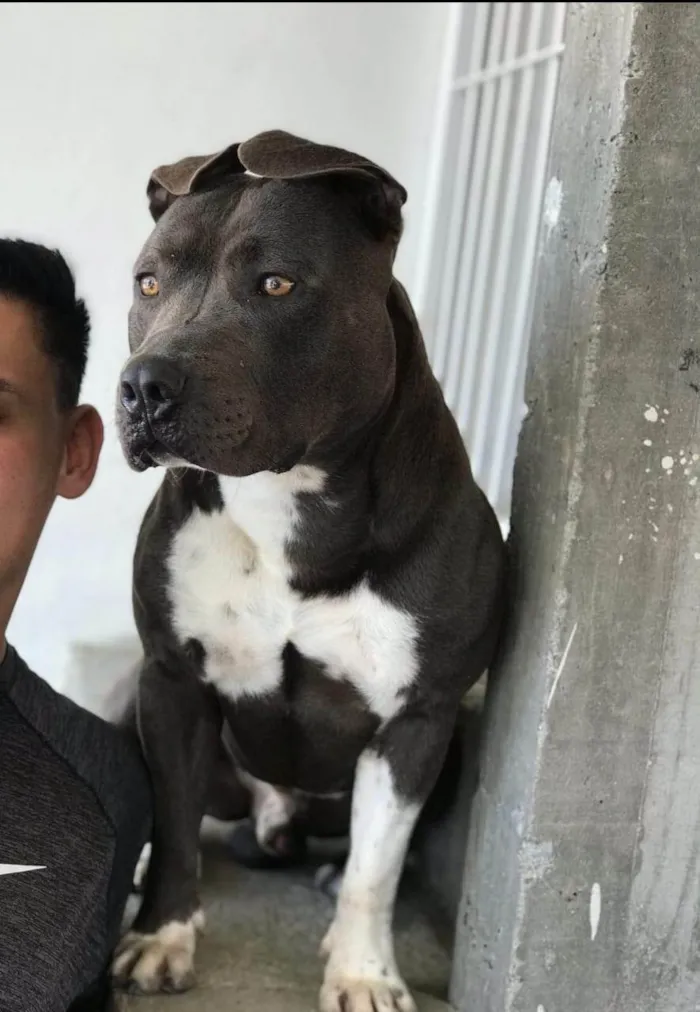 Cachorro ra a Pit-Bull idade 5 anos nome Thor