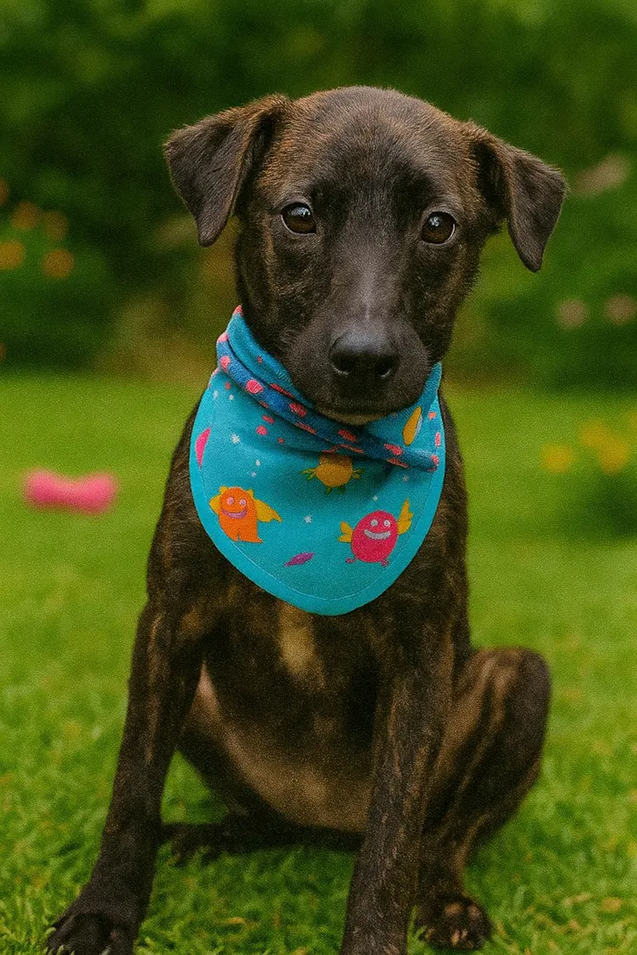 Cachorro ra a SRD-ViraLata idade 2 a 6 meses nome Theobaldo 