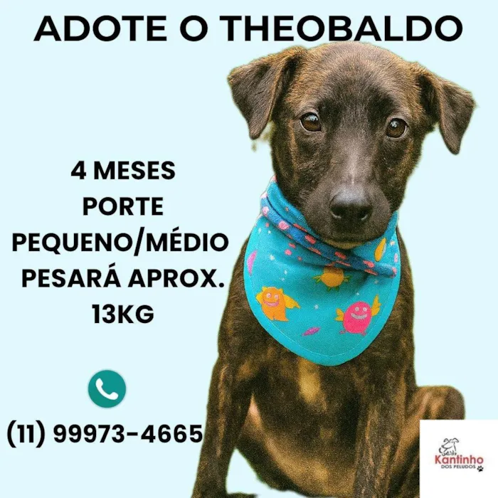 Cachorro ra a SRD-ViraLata idade 2 a 6 meses nome Theobaldo 