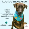 Theobaldo