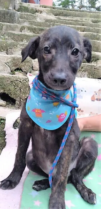 Cachorro ra a SRD-ViraLata idade 2 a 6 meses nome Theobaldo 