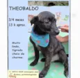 Theobaldo