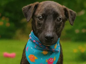 Cachorro raça SRD-ViraLata idade 2 a 6 meses nome Theobaldo 