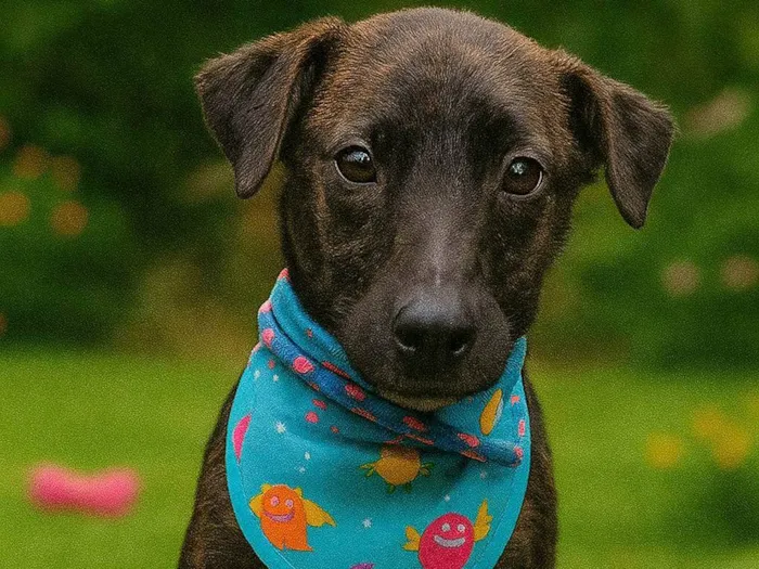 Cachorro ra a SRD-ViraLata idade 2 a 6 meses nome Theobaldo 