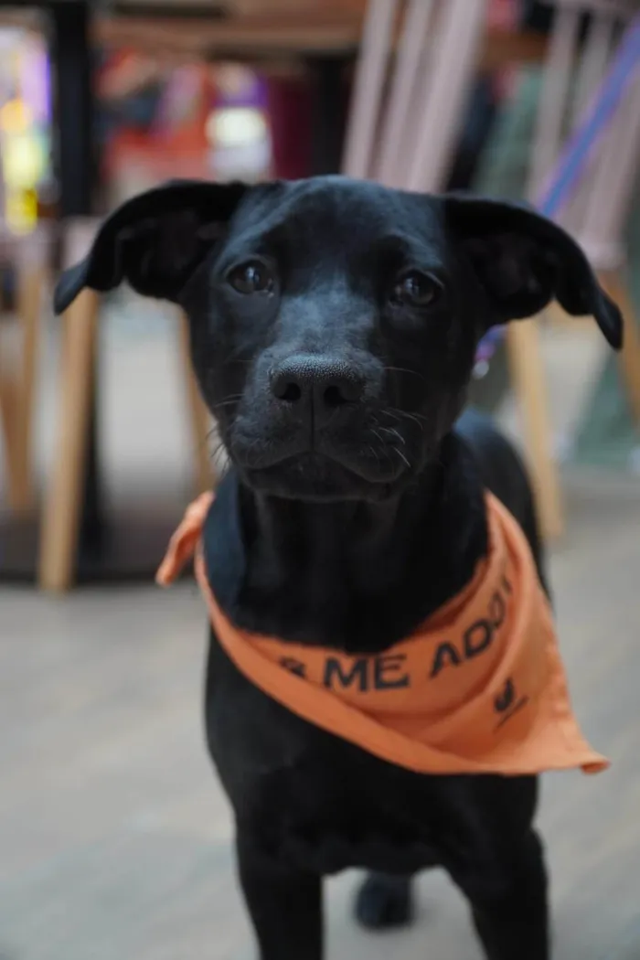 Cachorro ra a SRD-ViraLata idade 2 a 6 meses nome Onix