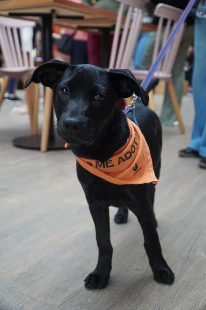 Cachorro ra a SRD-ViraLata idade 2 a 6 meses nome Onix