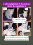 Gatinhos de 2 meses pra adoção