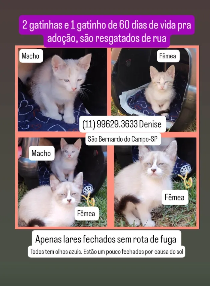 Gato ra a SRD-ViraLata idade 2 a 6 meses nome Gatinhos de 2 meses pra adoção