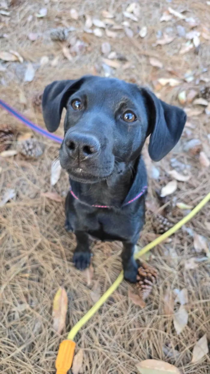 Cachorro ra a SRD-ViraLata idade 2 a 6 meses nome Onix