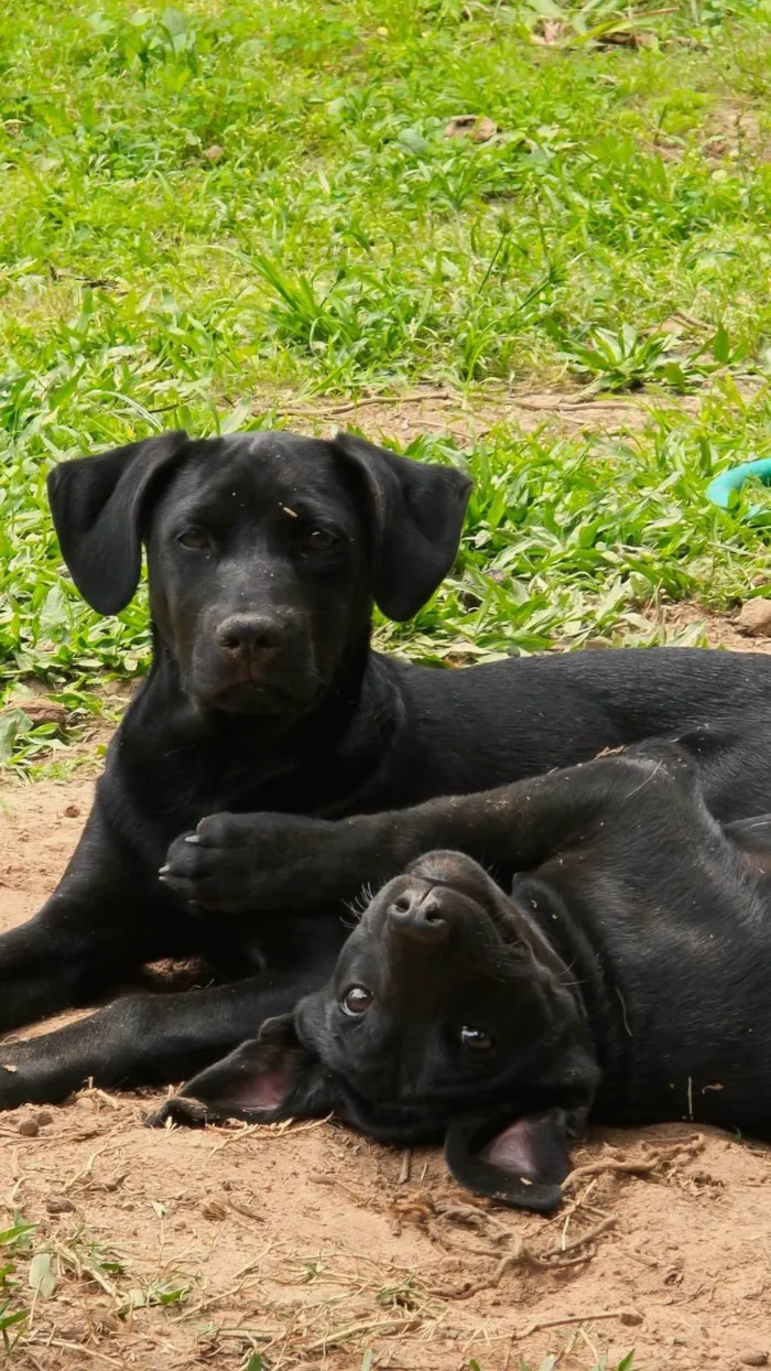 Cachorro ra a SRD-ViraLata idade 2 a 6 meses nome Onix
