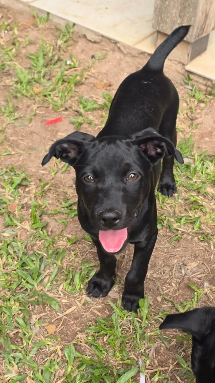 Cachorro ra a SRD-ViraLata idade 2 a 6 meses nome Onix