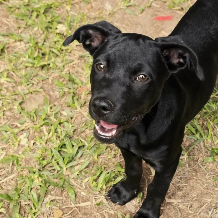 Cachorro ra a SRD-ViraLata idade 2 a 6 meses nome Onix