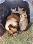 Gatinhos de 2 meses pra adoção