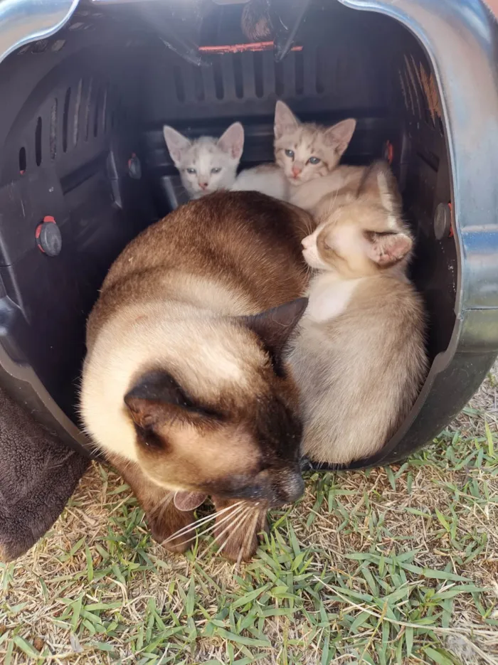 Gato ra a SRD-ViraLata idade 2 a 6 meses nome Gatinhos de 2 meses pra adoção