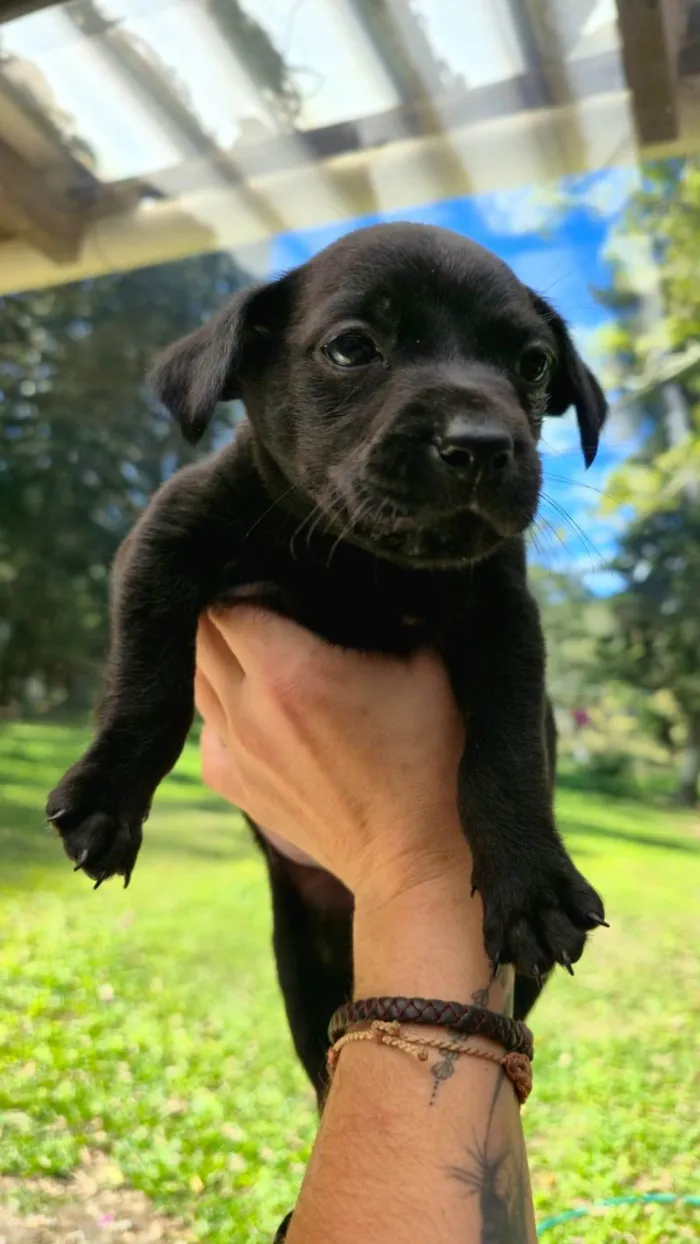 Cachorro ra a SRD-ViraLata idade 2 a 6 meses nome Onix