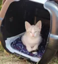 Gatinhos de 2 meses pra adoção