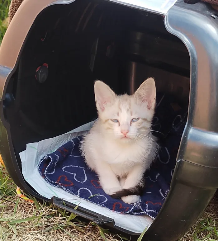 Gato ra a SRD-ViraLata idade 2 a 6 meses nome Gatinhos de 2 meses pra adoção