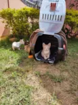 Gatinhos de 2 meses pra adoção