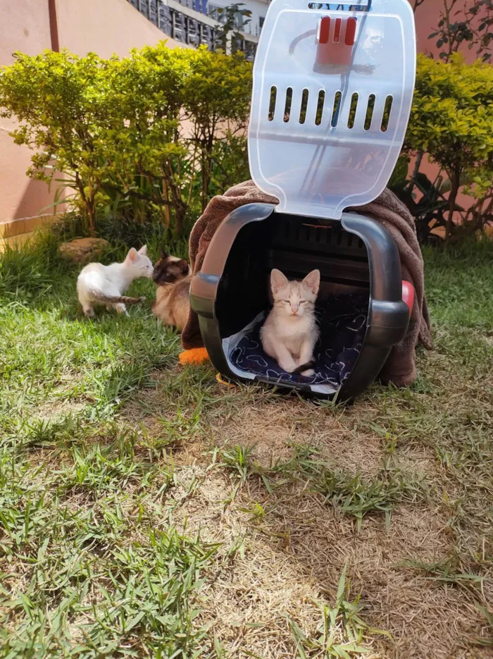 Gato ra a SRD-ViraLata idade 2 a 6 meses nome Gatinhos de 2 meses pra adoção
