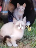Gatinhos de 2 meses pra adoção
