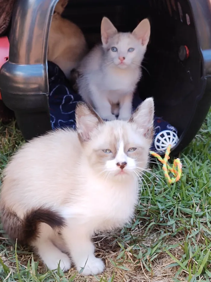 Gato ra a SRD-ViraLata idade 2 a 6 meses nome Gatinhos de 2 meses pra adoção