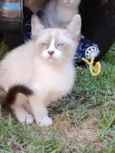 Gatinhos de 2 meses pra adoção
