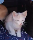 Gatinhos de 2 meses pra adoção