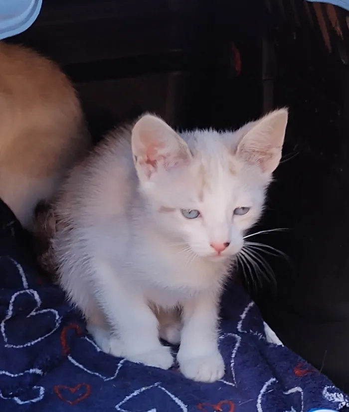Gato ra a SRD-ViraLata idade 2 a 6 meses nome Gatinhos de 2 meses pra adoção