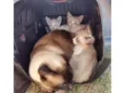 Gatinhos de 2 meses pra adoção