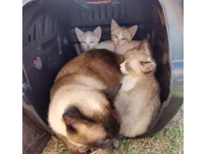 Gato raça SRD-ViraLata idade 2 a 6 meses nome Gatinhos de 2 meses pra adoção