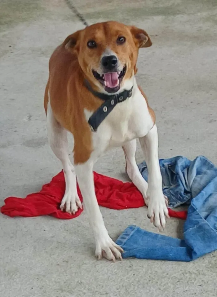 Cachorro ra a SRD-ViraLata idade 4 anos nome Nina