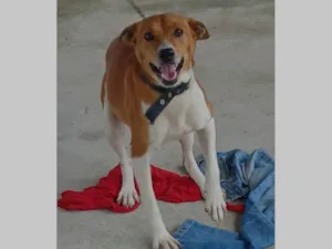 Cachorro raça SRD-ViraLata idade 4 anos nome Nina