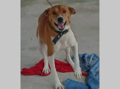 Cachorro raça SRD-ViraLata idade 4 anos nome Nina
