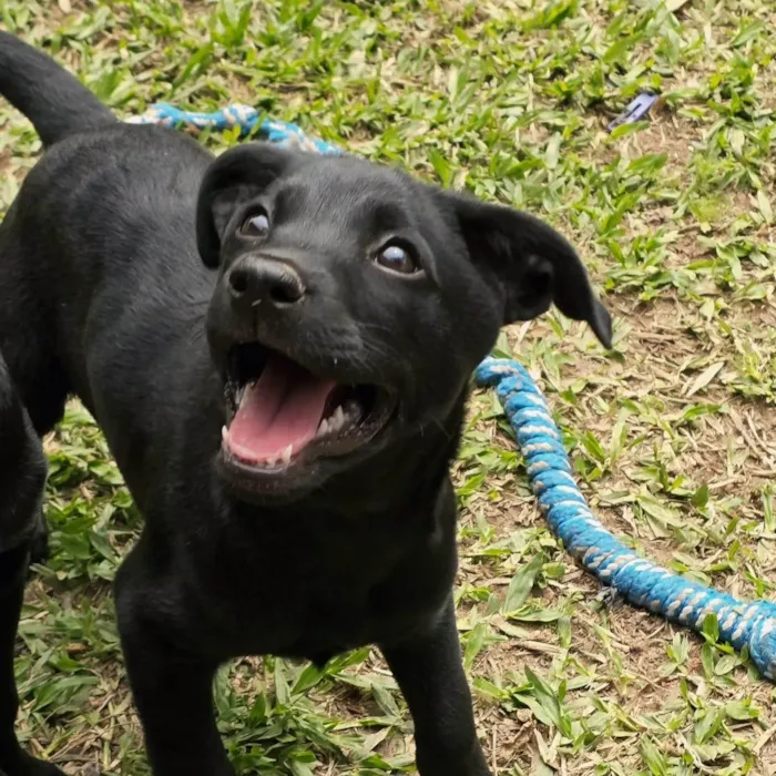 Cachorro ra a SRD-ViraLata idade 2 a 6 meses nome Rubi