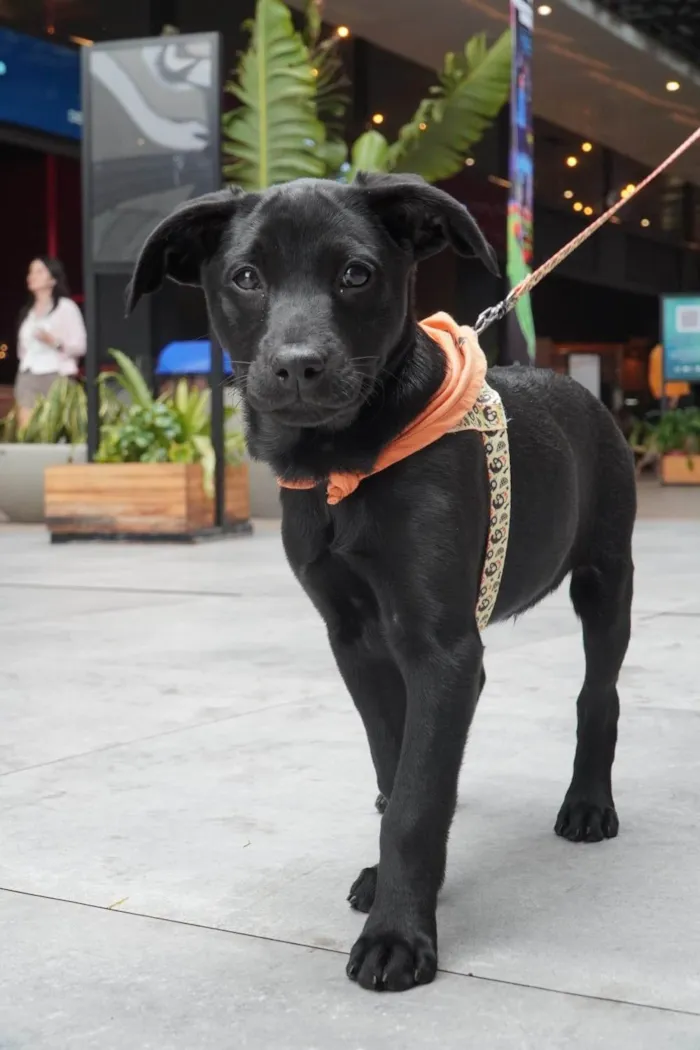 Cachorro ra a SRD-ViraLata idade 2 a 6 meses nome Rubi