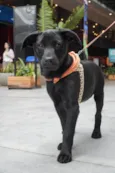 Rubi