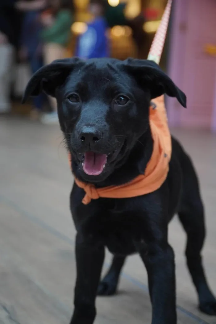 Cachorro ra a SRD-ViraLata idade 2 a 6 meses nome Rubi