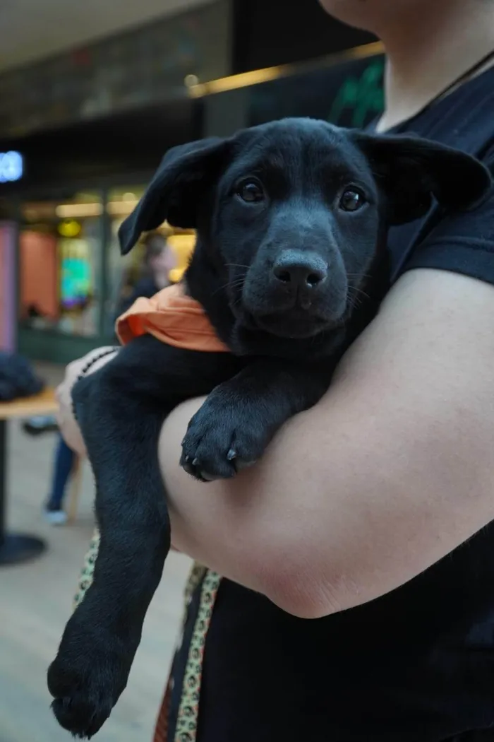 Cachorro ra a SRD-ViraLata idade 2 a 6 meses nome Rubi