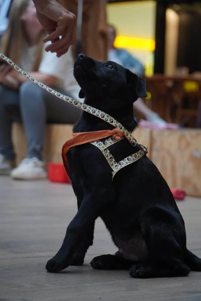 Cachorro ra a SRD-ViraLata idade 2 a 6 meses nome Rubi