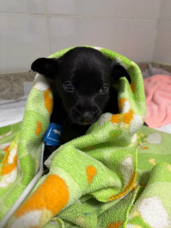 Cachorro ra a SRD-ViraLata idade 2 a 6 meses nome Rubi