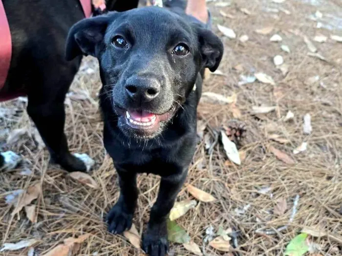 Cachorro ra a SRD-ViraLata idade 2 a 6 meses nome Rubi