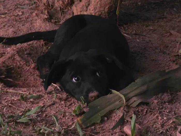 Cachorro ra a SRD-ViraLata idade 2 a 6 meses nome Rubi