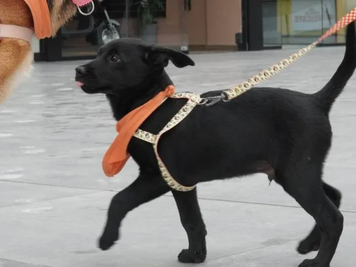Cachorro ra a SRD-ViraLata idade 2 a 6 meses nome Rubi