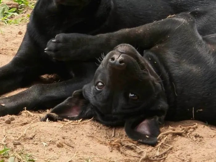 Cachorro ra a SRD-ViraLata idade 2 a 6 meses nome Rubi