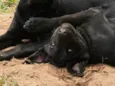 Rubi